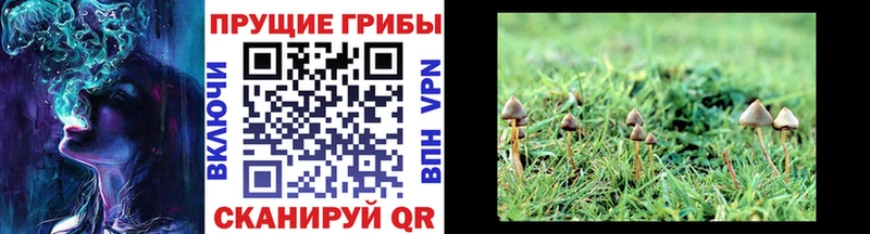 где купить наркоту  hydra ссылка  Галлюциногенные грибы Cubensis  Черепаново 